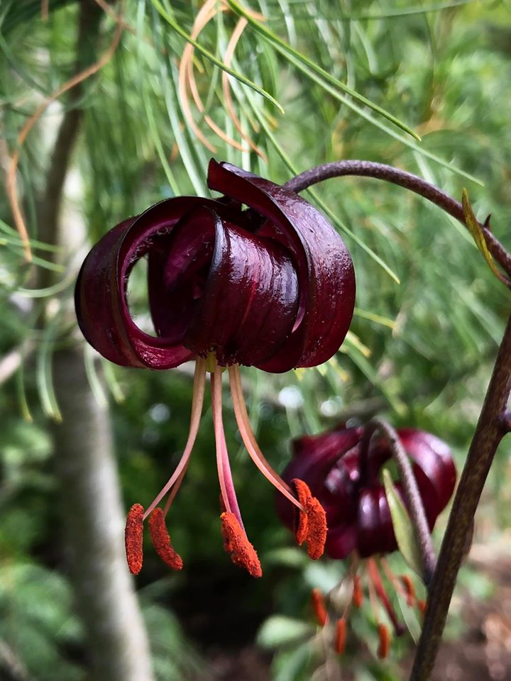 Lilium martagon deals