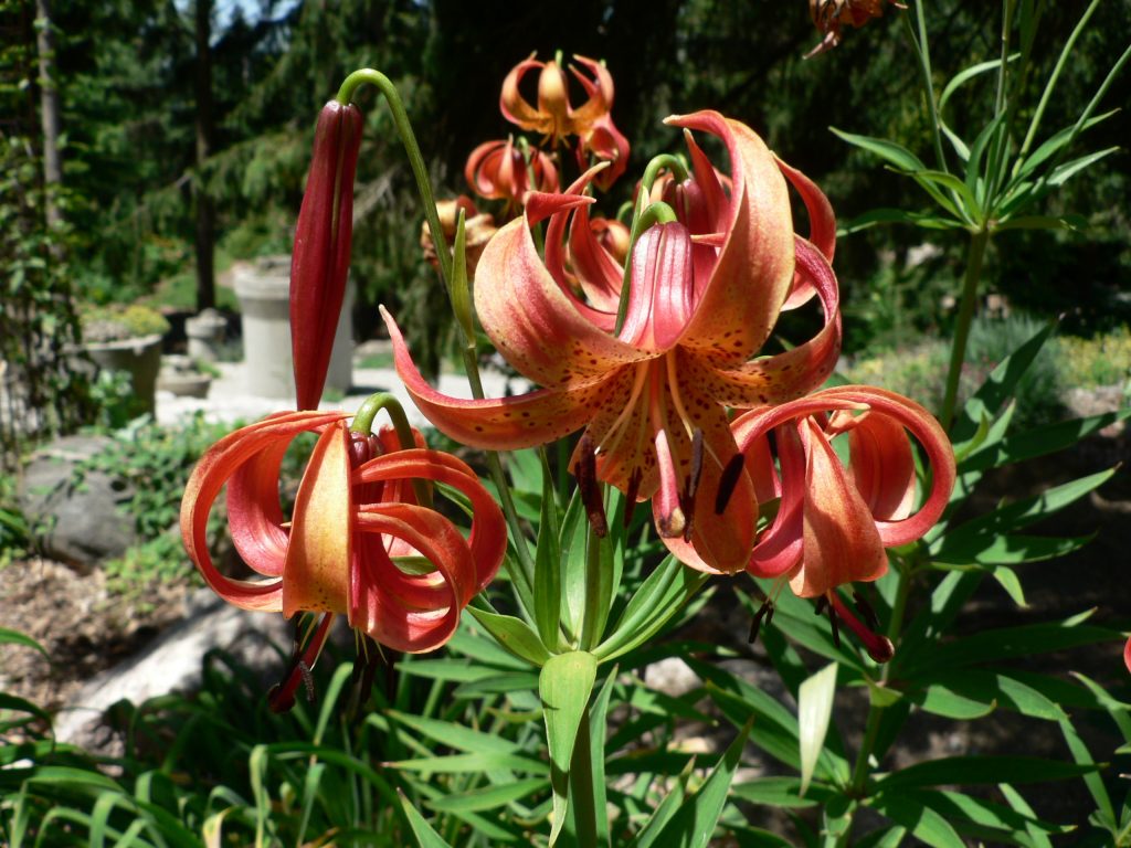 Lilium michiganense (red strain) Lilium Division IX