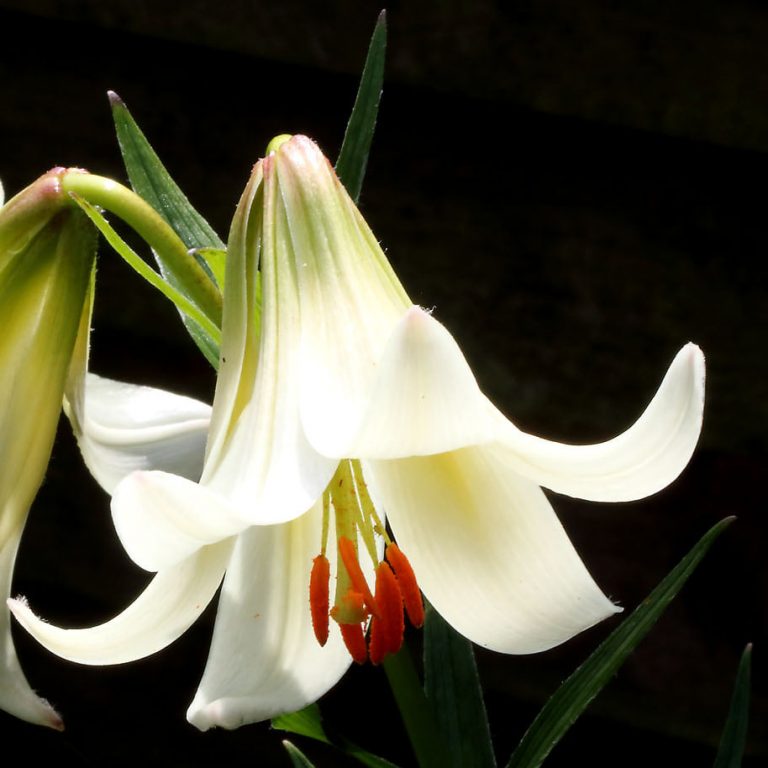 Genus Lilium Division IX Lilium Division IX