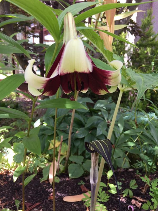 Lilium nepalense var. nepalense Lilium Division IX