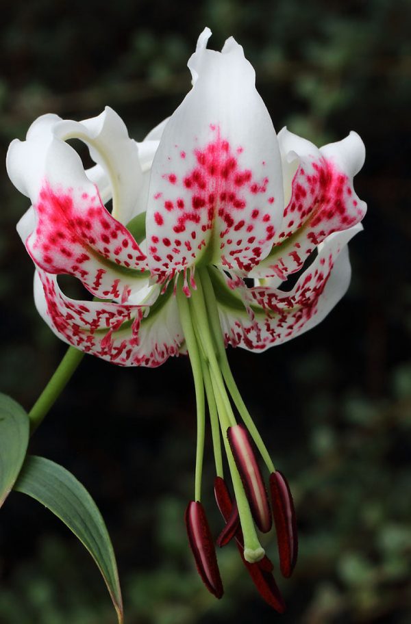 Lilium gloriosoides Taiwan-Type