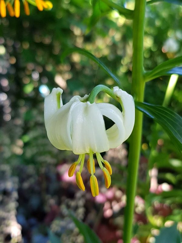 Lilium martagon var. martagon f. album