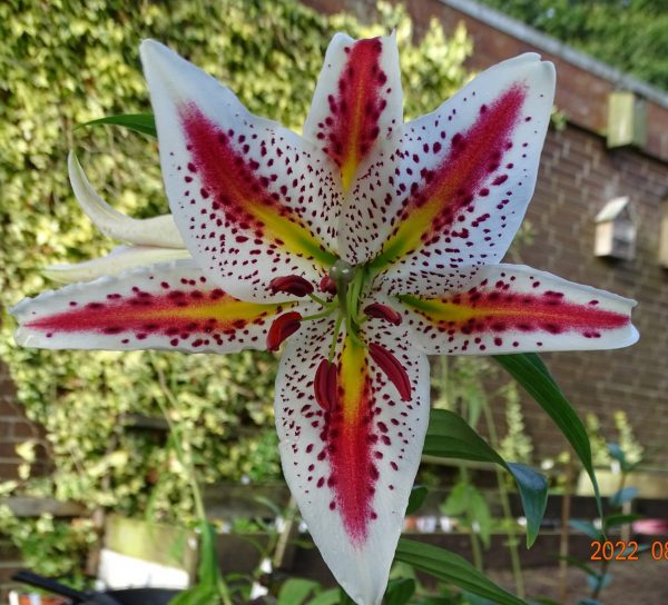 Lilium auratum var. rubrovittatum (FC strain)